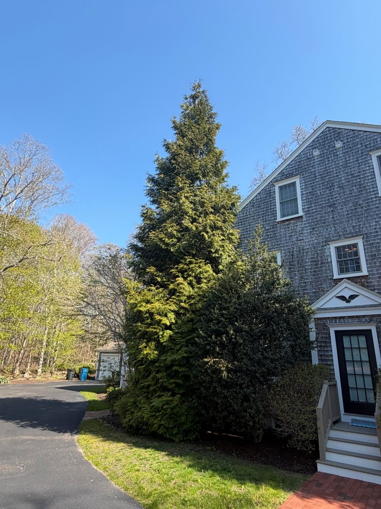 All Photos for Native Roots Tree Service in Cape Cod, MA