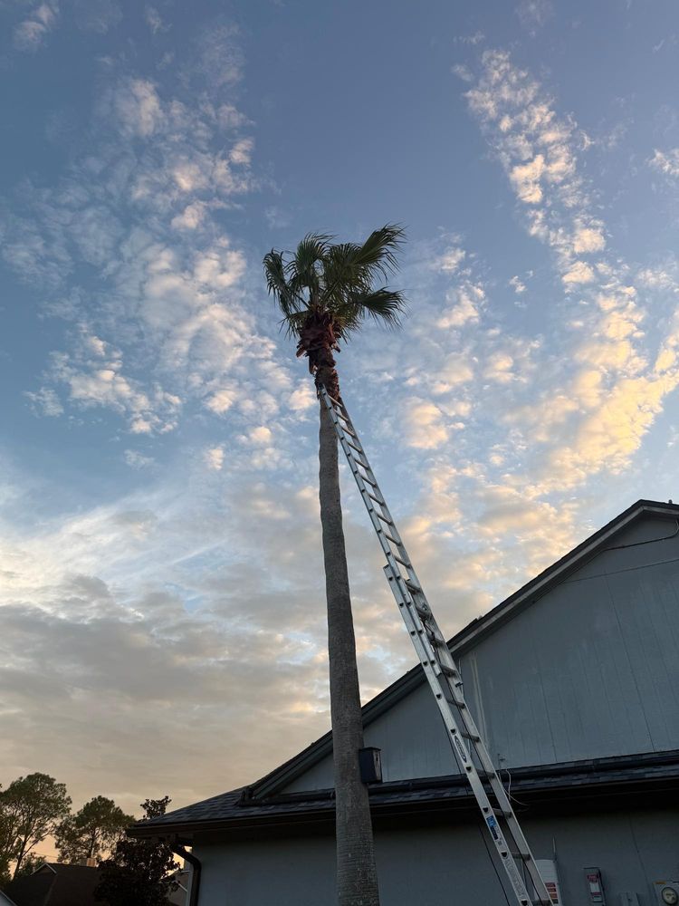 All Photos for Amerigrown Tree And Lawn in Apopka, FL