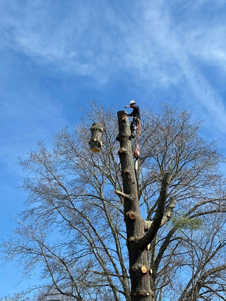 All Photos for Skys The Limit Tree Management in Morehead, KY