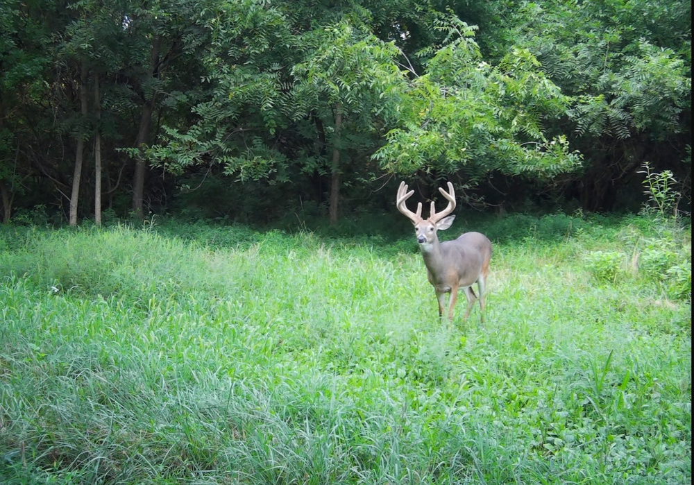 All Photos for Bluff Country Whitetails in Southern Indiana, IN