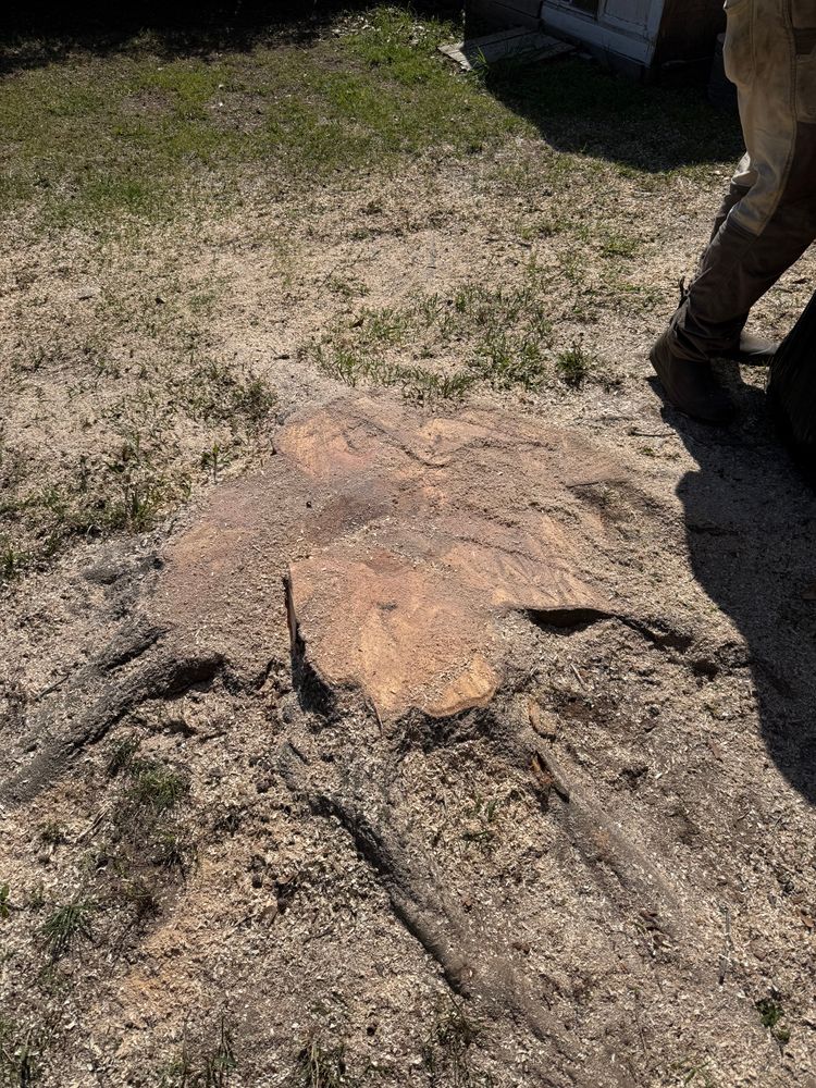 All Photos for T N L - Tree and Land Service in Reynolds, GA