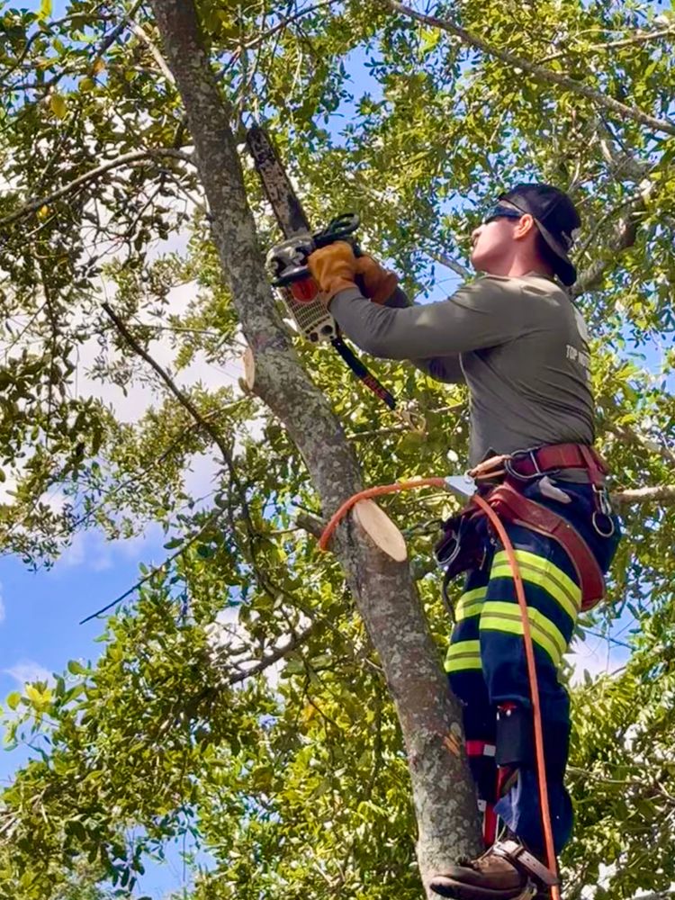 All Photos for Top Notch Tree Experts in Orange Park, FL
