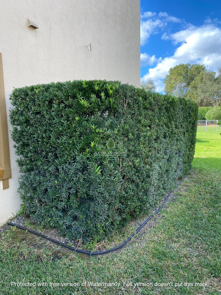 Landscaping for A.C.'s Landscape and Lawn Maintenance in   Coral Springs, FL