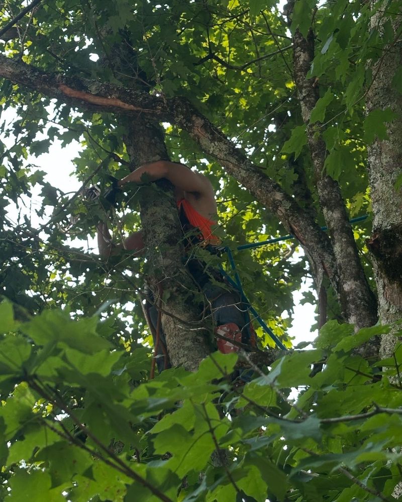 All Photos for Professional Tree Service USA in Chattanooga, TN