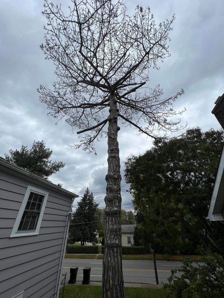 Tree Removal for Down To Earth Tree Service, LLC in Olmsted Falls, OH