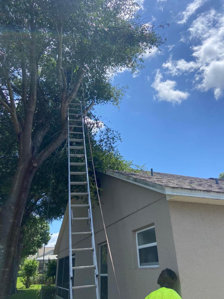 All Photos for Efficient and Reliable Tree Service in Lake Wales, FL