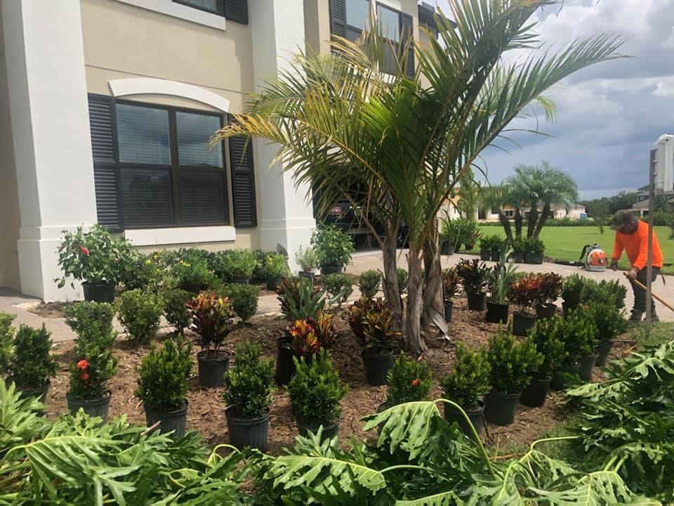 Landscaping for Daniel Sons Landscaping &Maintenance in Tampa, Florida