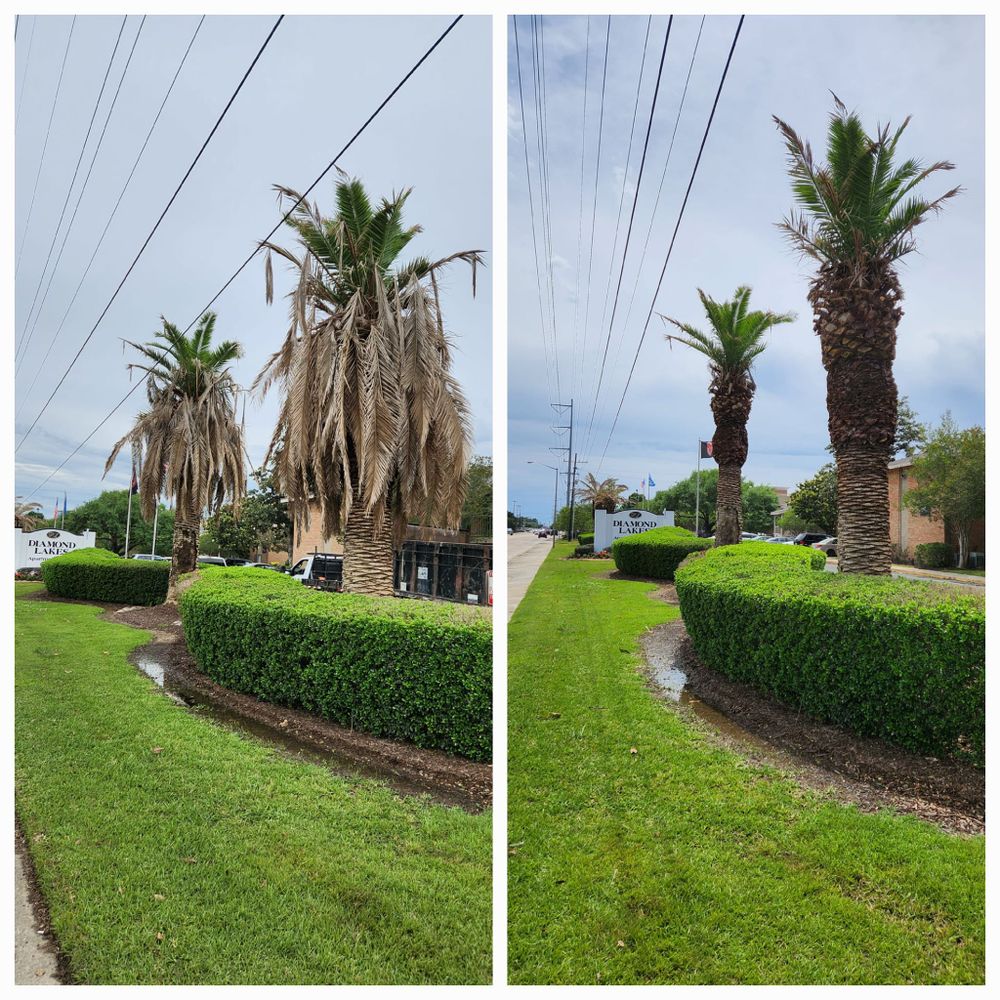 Our Shrub Trimming service ensures your shrubs are neatly shaped and healthy, enhancing the overall appearance of your property. Let us maintain your shrubs for a polished and pristine landscape. for Ken's Elite Cutters LLC  in Breaux Bridge, LA