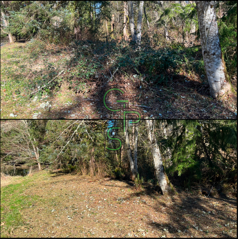 Blackberry Mulching - Brush Clearing for Golovin Property Services LLC in Marysville, WA