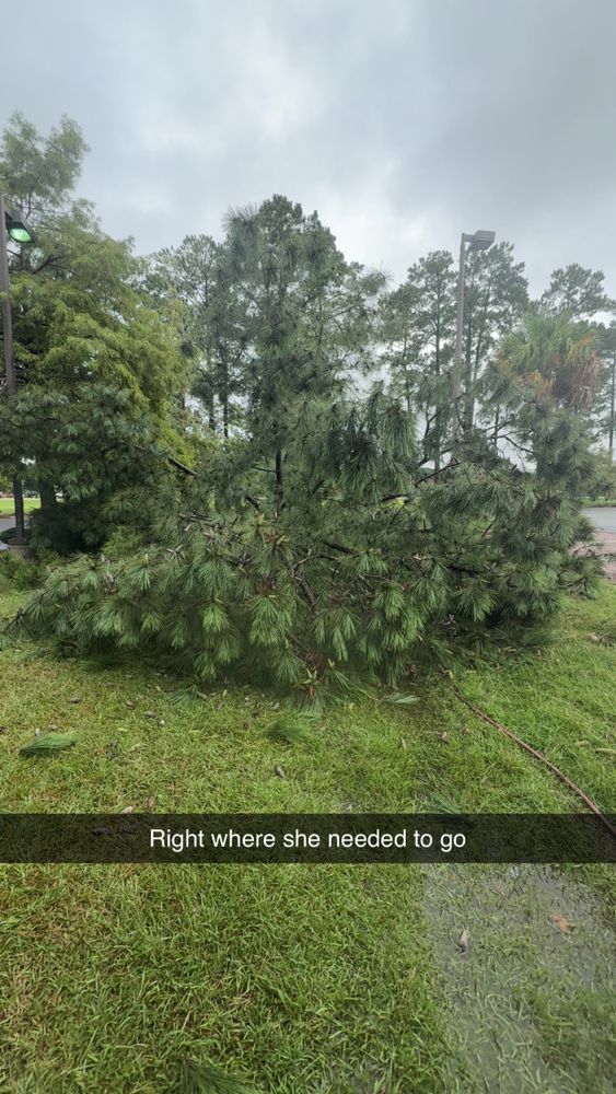 Our Tree Removal service ensures safe and efficient removal of unwanted trees, protecting your property while enhancing outdoor aesthetics. Trust our experienced team for reliable and professional solutions tailored to your needs. for Hawkins Tree Service & Land Management in Richmond Hill, GA
