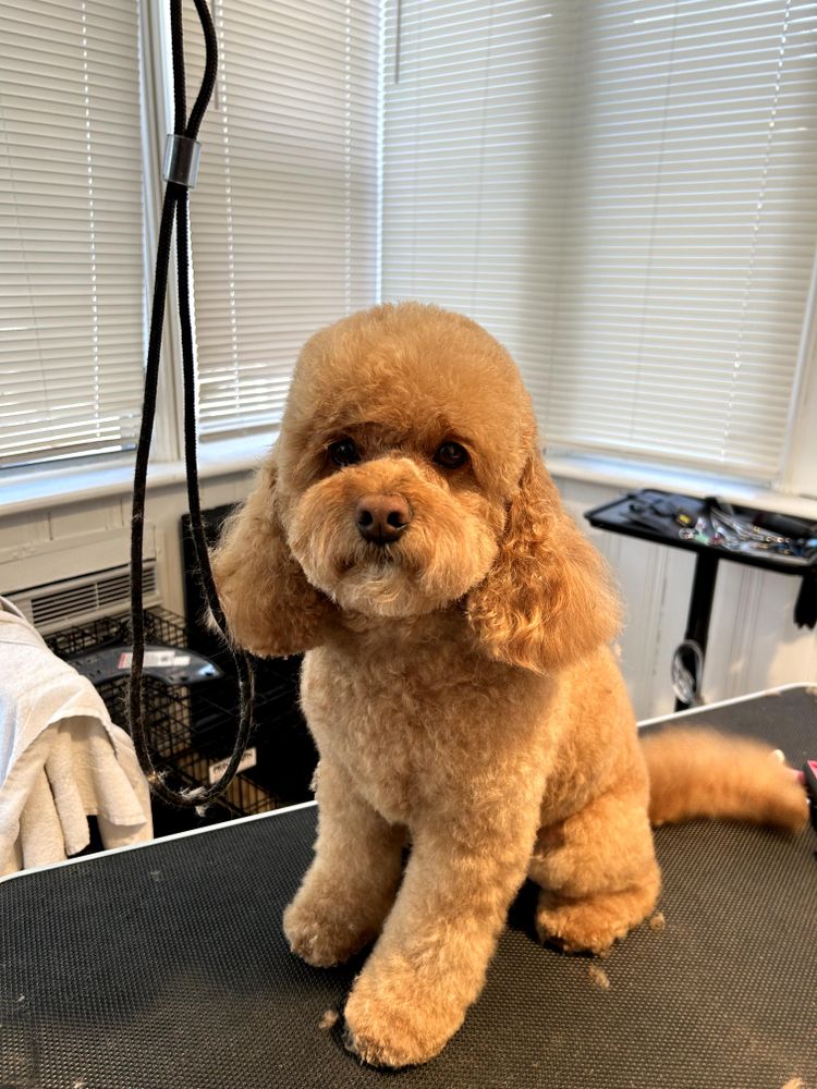 Hair cuts for Happy Dogs Grooming Salon in Westchester County, NY