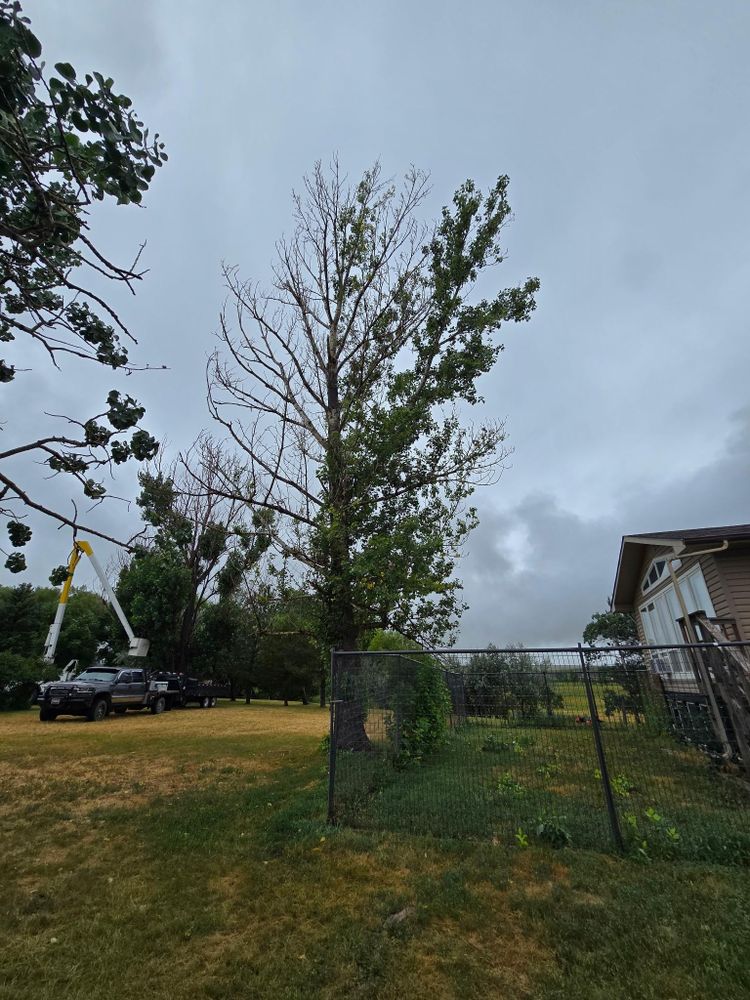 All Photos for Two Fellers Tree Service in Buffalo, WY