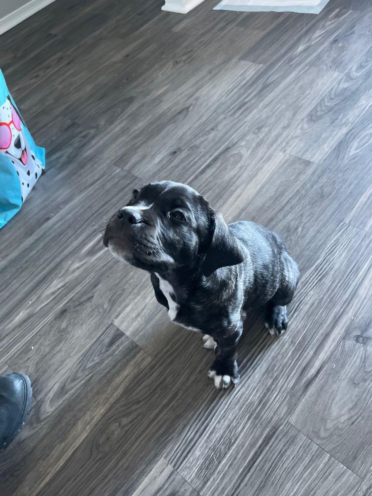 It's really about the pets we meet along the way... for Mr. Pipe Dreams LLC in Colorado Springs, CO