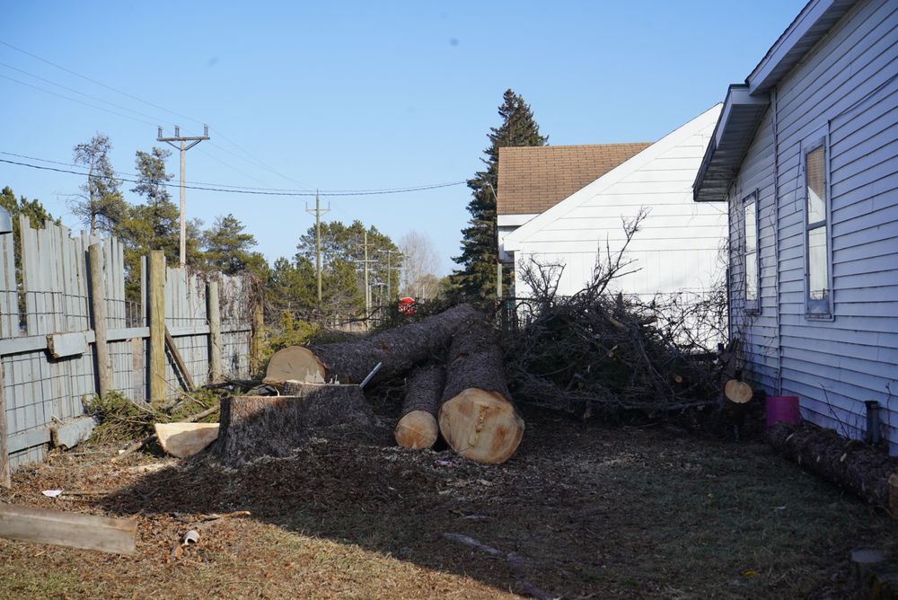 Tree Removal for Dan's tree service in Bemidji, MN