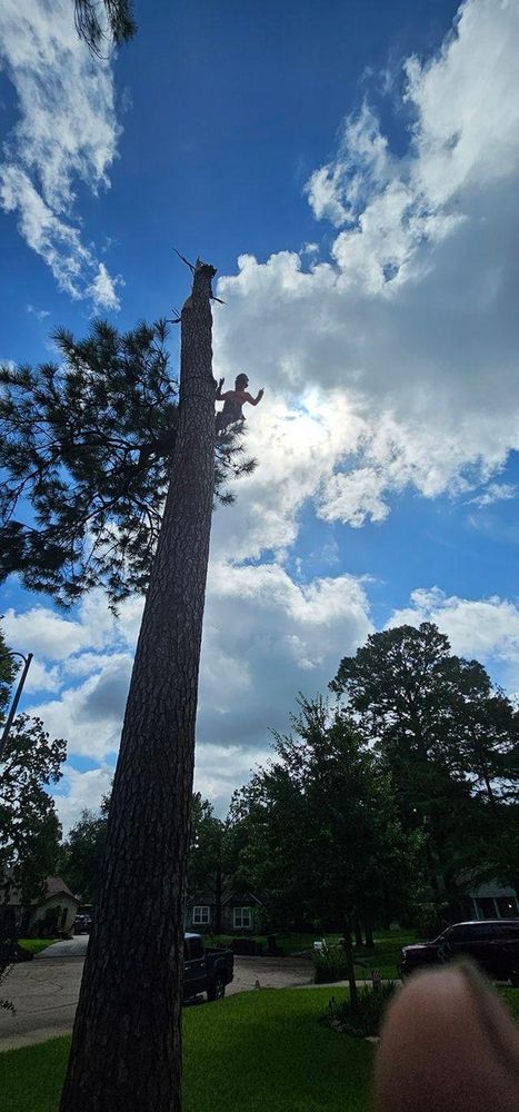 All Photos for Servin's Tree Care  in Houston, TX