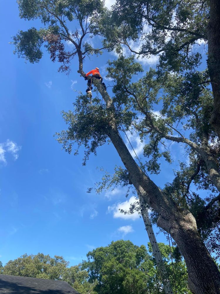 Fall and Spring Clean Up for Efficient and Reliable Tree Service in Lake Wales, FL