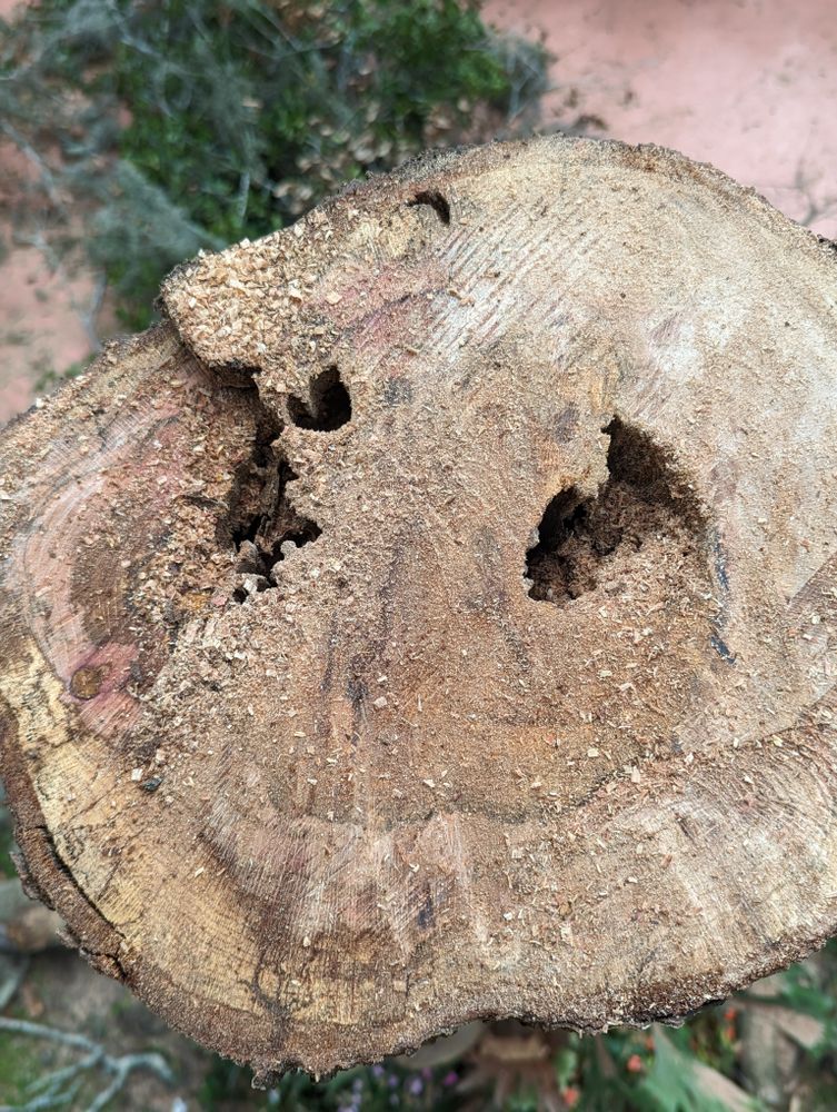 All Photos for Regal Tree Service and Stump Grinding in Wauchula, FL
