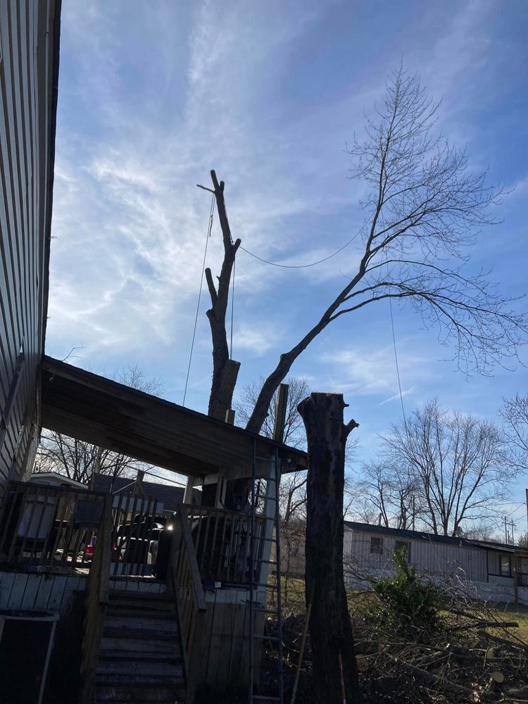 Tree Removal for La Fountain Tree Service in Louisville, KY