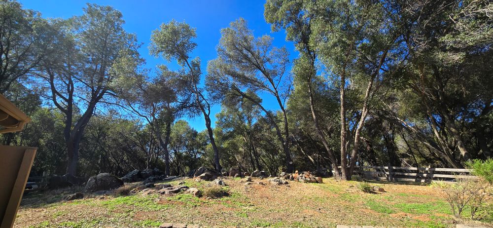 All Photos for George Staddan's Professional Tree Care in Placerville, CA