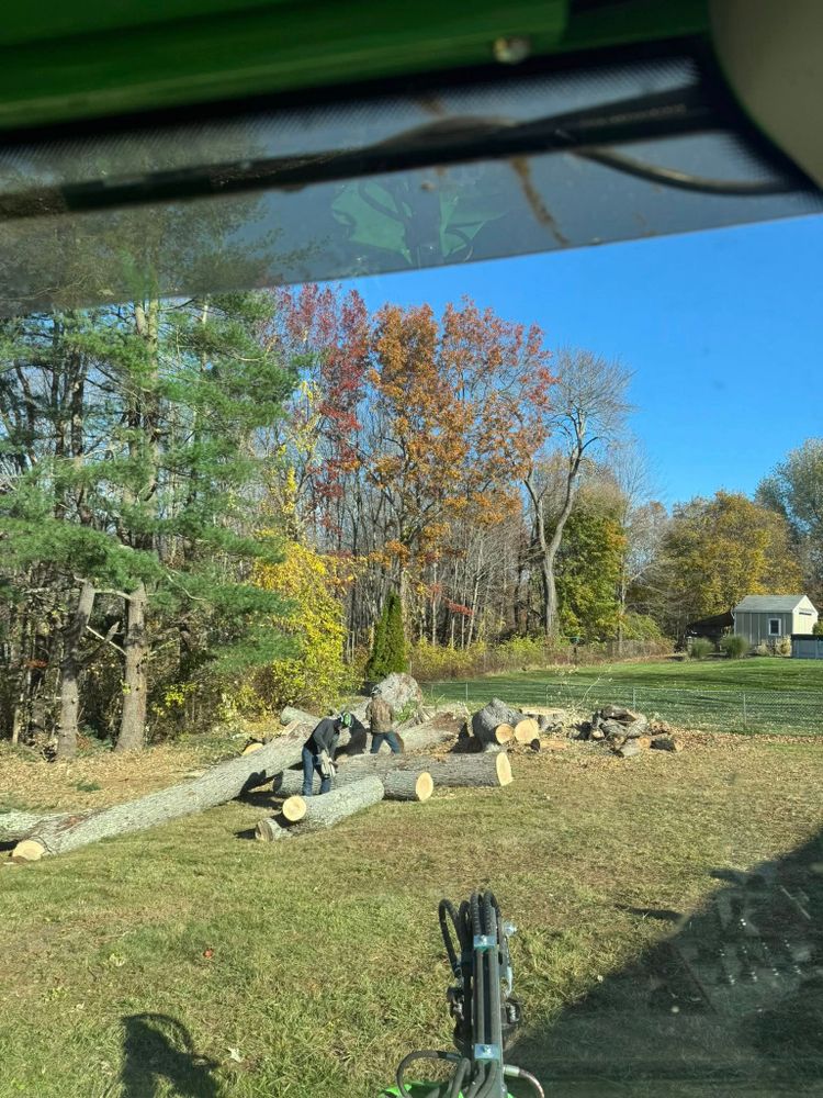 Our Tree Removal service provides safe, efficient removal of unwanted or hazardous trees from your property, enhancing safety and aesthetics while promoting the health of surrounding plants and structures. for DC TREE in Vernon, CT