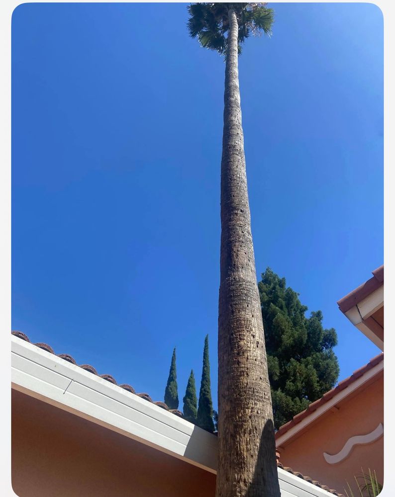 All Photos for Sammy's Tree Services in Sacramento, CA