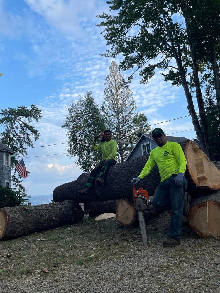 Tree Removal for Green In Green Out Tree Services in Westbrook, ME