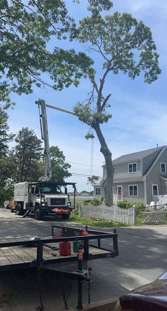 Tree Removal for Robery's Tree Service in West Wareham, MA