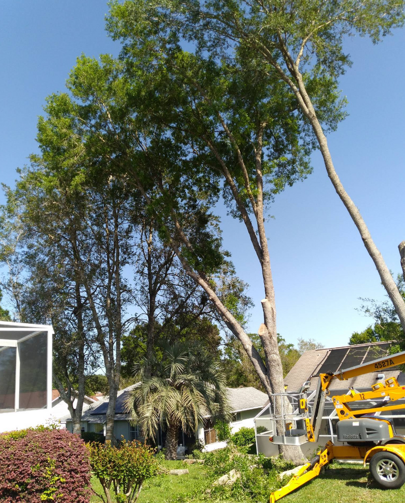 Our professional tree trimming service enhances your property's safety and aesthetics by removing dead branches, promoting healthier growth, and improving sunlight exposure for vibrant landscapes year-round. for Perfect Cut Lawn & Tree Care in Citrus Springs, FL