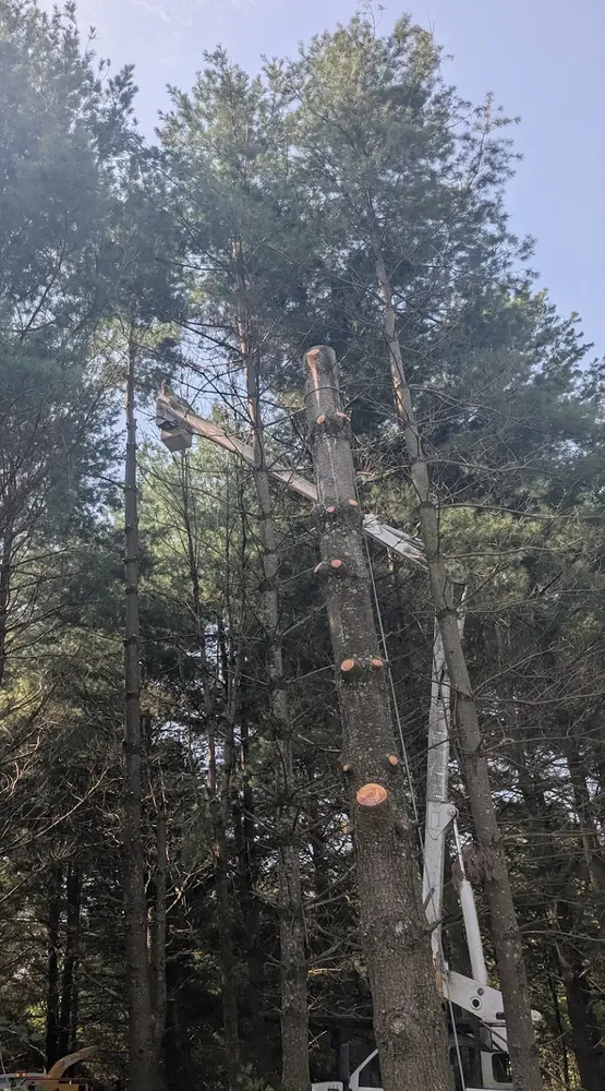 All Photos for Lightning Tree Service in Corydon, IN