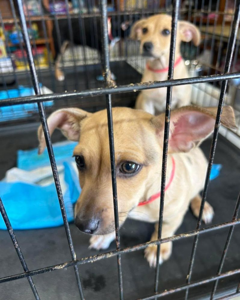 All Photos for Soapy Suds Services Georgia in Perry, GA