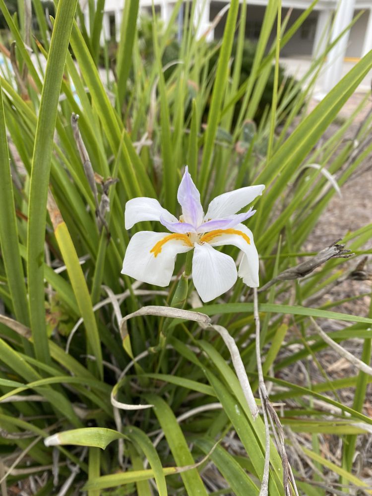 All Photos for Lawns By St. John in North East, Florida