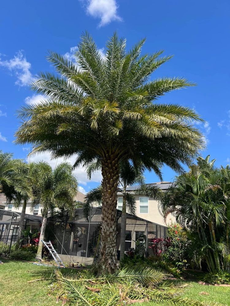 Tree Trimming & Removal for Vaughn’s Outdoor Services  in Orlando, FL