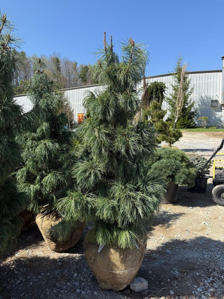 All Photos for Sustainable Property Services in Banner Elk, NC