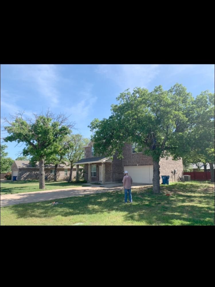 Tree Removal for Rollins Tree Service in Eastland, TX