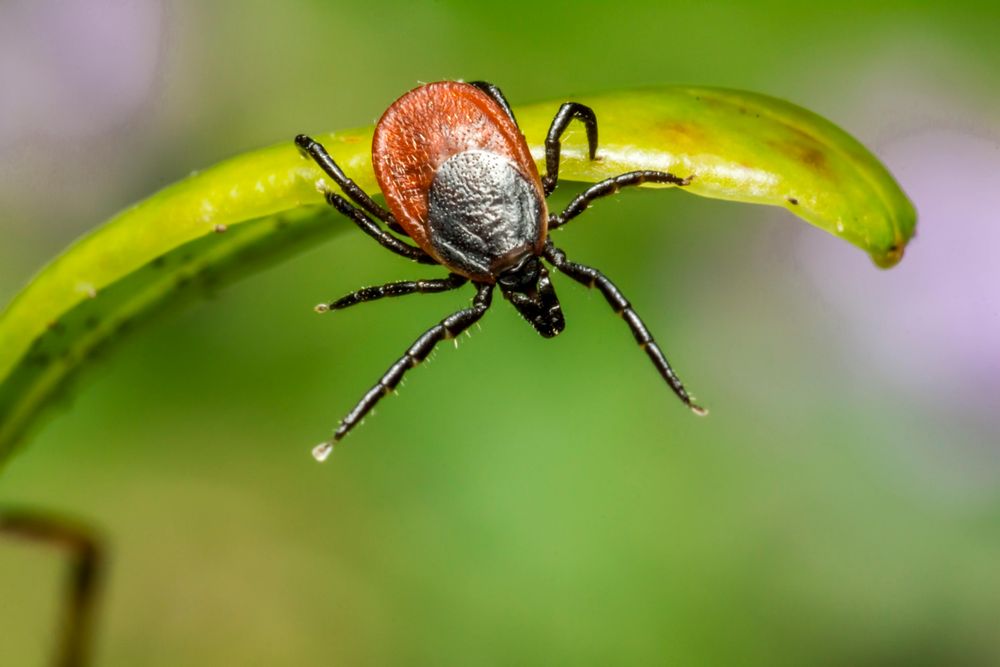 Our Tick Control service utilizes safe and effective methods to rid your yard of ticks, ensuring a comfortable outdoor space for you and your family to enjoy all year round. for Grassy Turtle Services, LLC.  in Oxford, CT