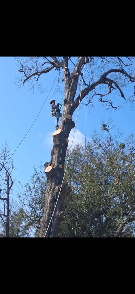 All Photos for JC Land and Tree Service in Kilgore, TX