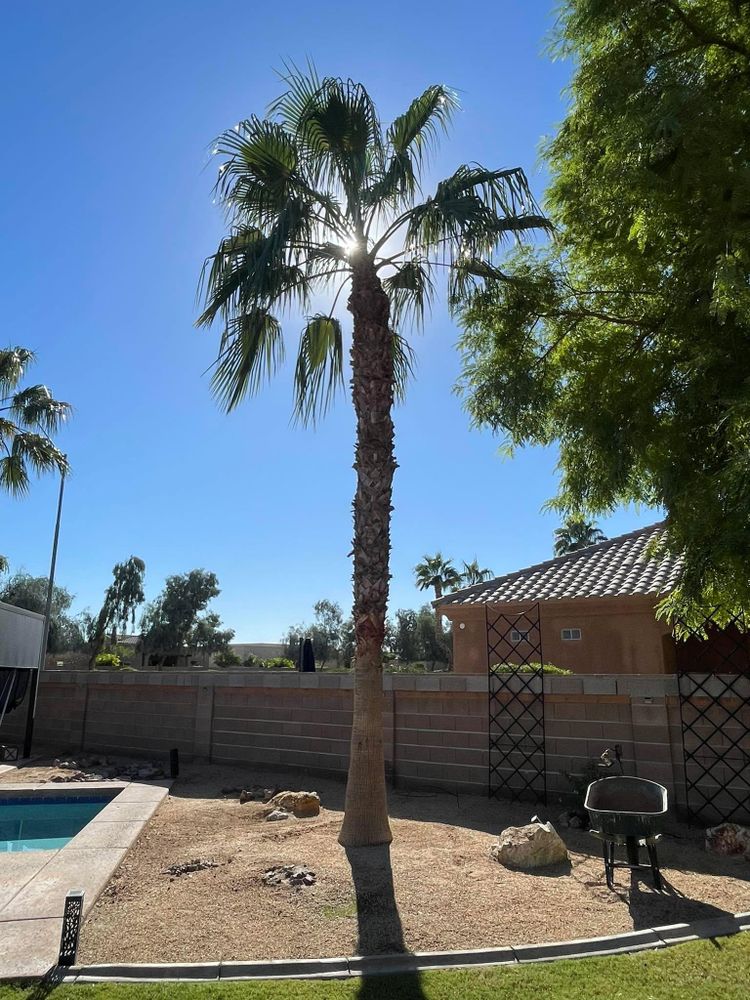 All Photos for Oliver L. Palm & Tree services in Yuma County, AZ