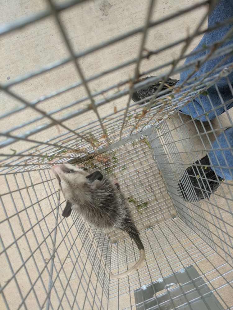 Wildlife Control for Toppers Wildlife Removal in Garland, TX