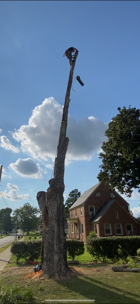 All Photos for Ascending Tree Service LLC in Kenbridge, VA