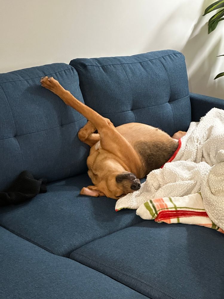 Professional grade shoe repair service for Dumbo's Doggy Doors in City of Sammamish, WA