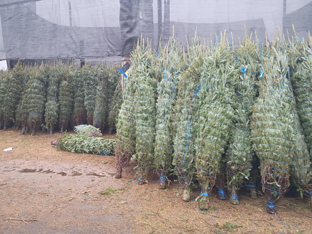 All Photos for BAM Another Pinestraw Lot in Flowery Branch, GA