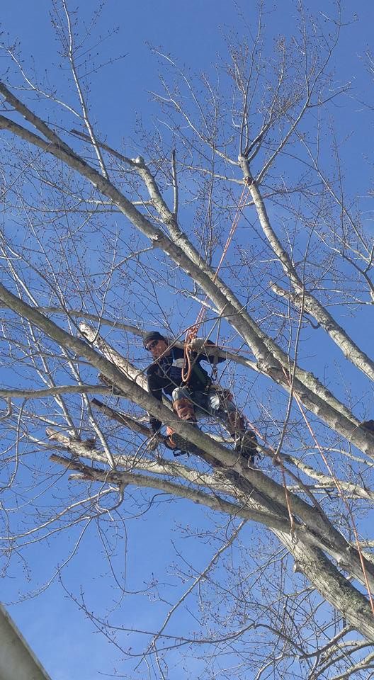 Tree Removal for Lightning Tree Service in Corydon, IN