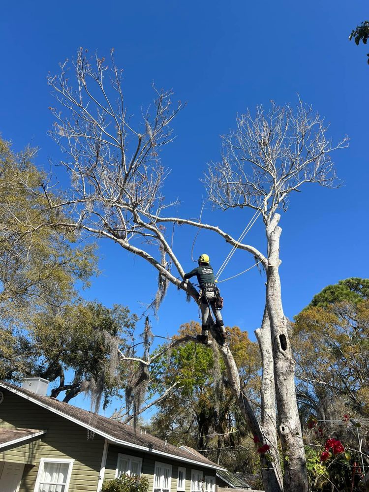 All Photos for Adam's Tree and Stump Care in Bradenton, Florida