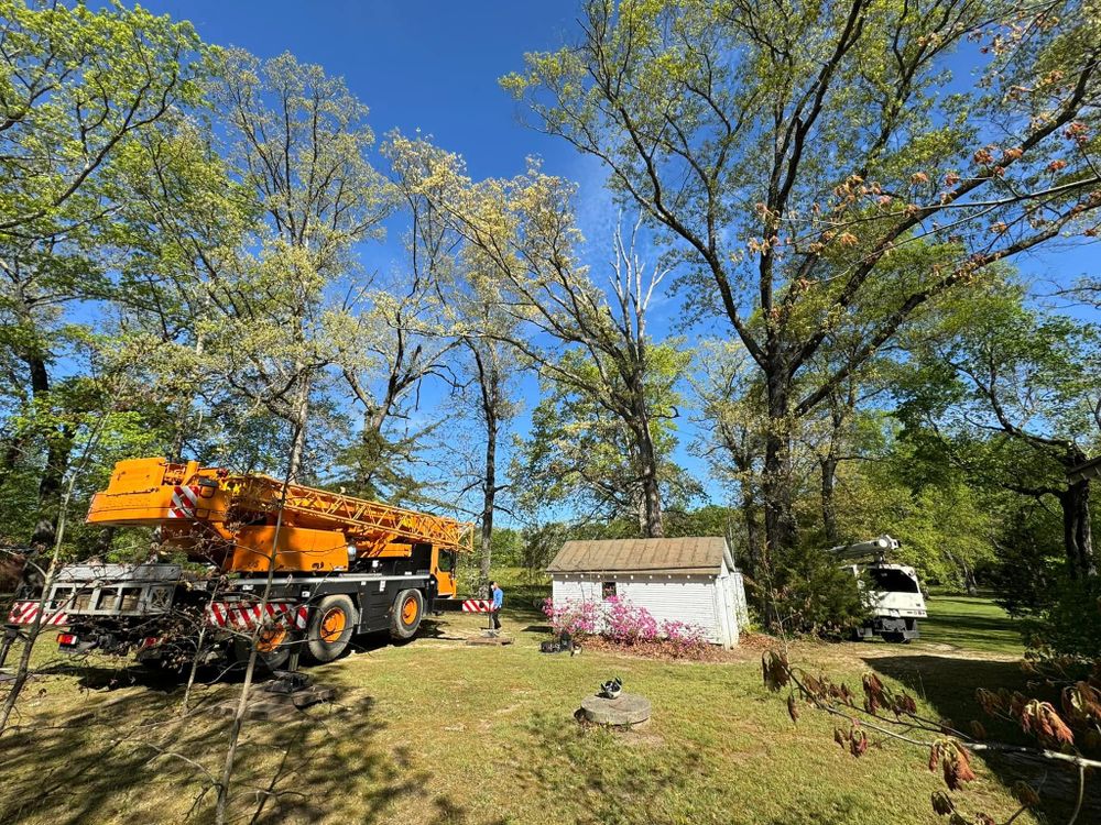 Tree Removal for Rawls Tree Care in Richmond, VA