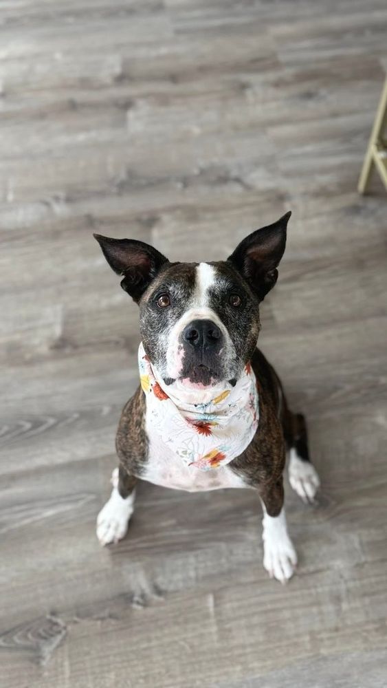 All Photos for Tails By The Lake Grooming in Branson West, MO