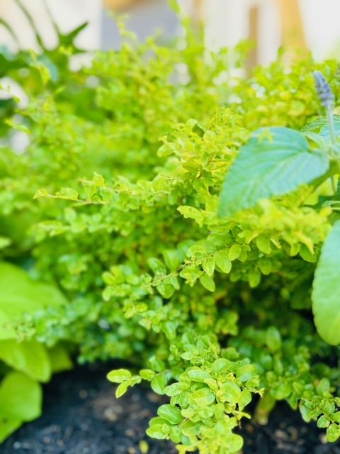 All Photos for Rustic Roots Landscaping in Austin, TX