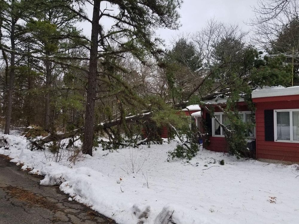 All Photos for Total Tree Service in Washington, NJ