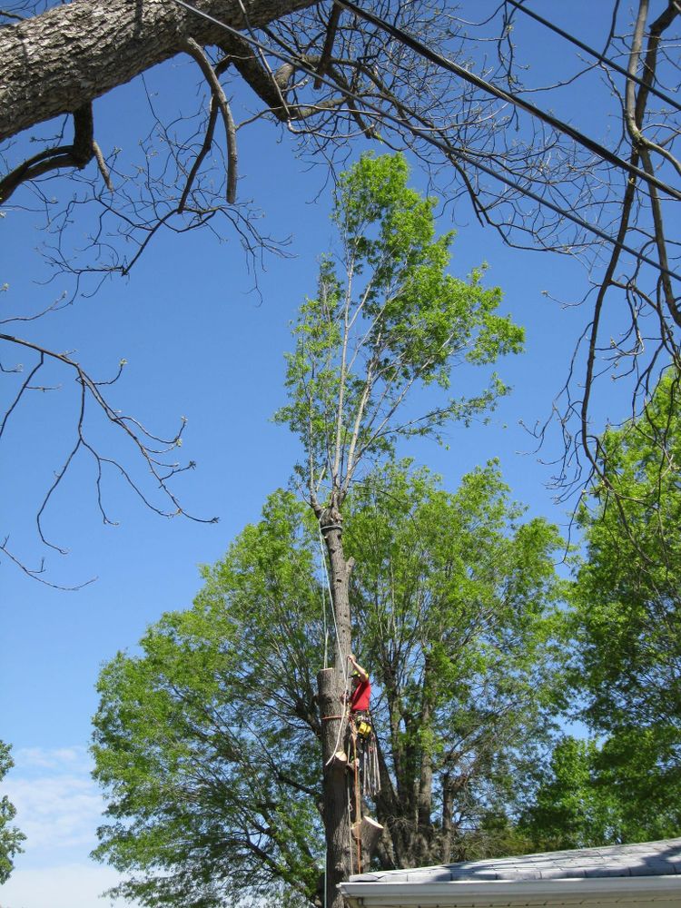 All Photos for Preserve A Tree LLC in  Mount Pleasant, North Carolina