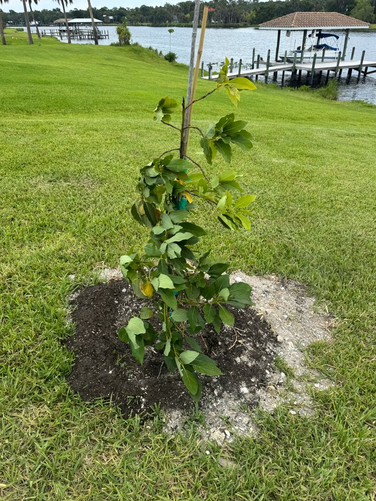 All Photos for BH Lawn and Landscape in Fort Myers, FL