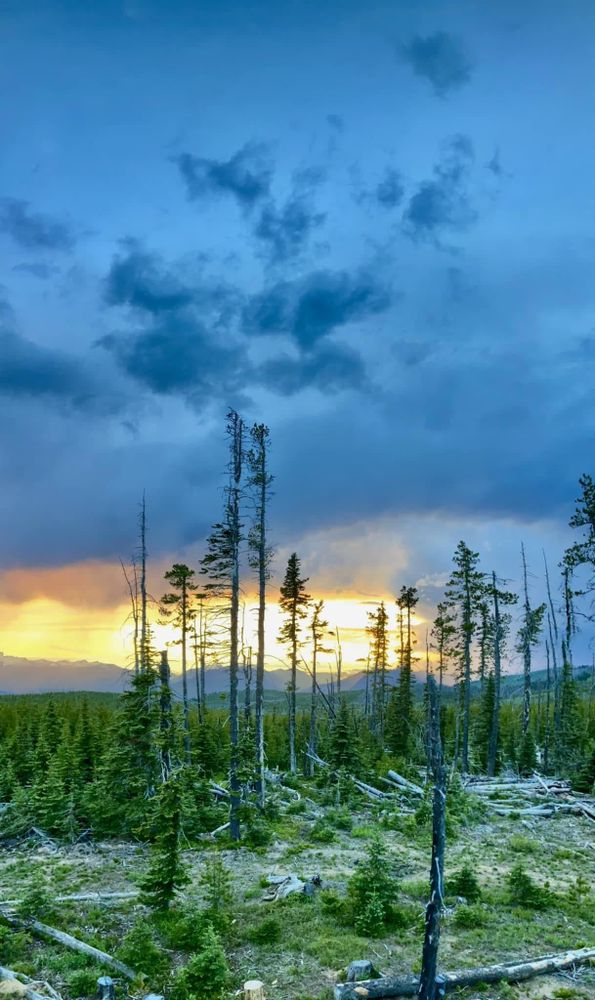 All Photos for Summit Tree Care LLC in Fort Wayne, IN